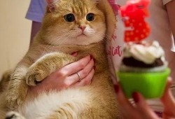 百万网红粉丝爆料胖猫视频,胖猫萌态视频走红网络